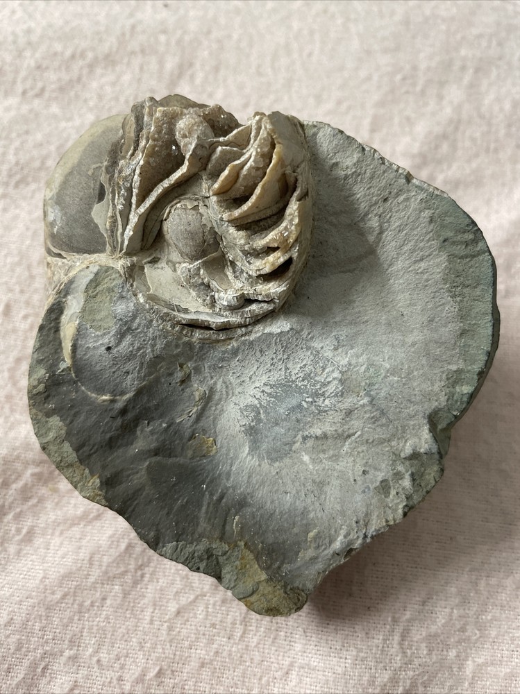 Real Fossil 485 Gr