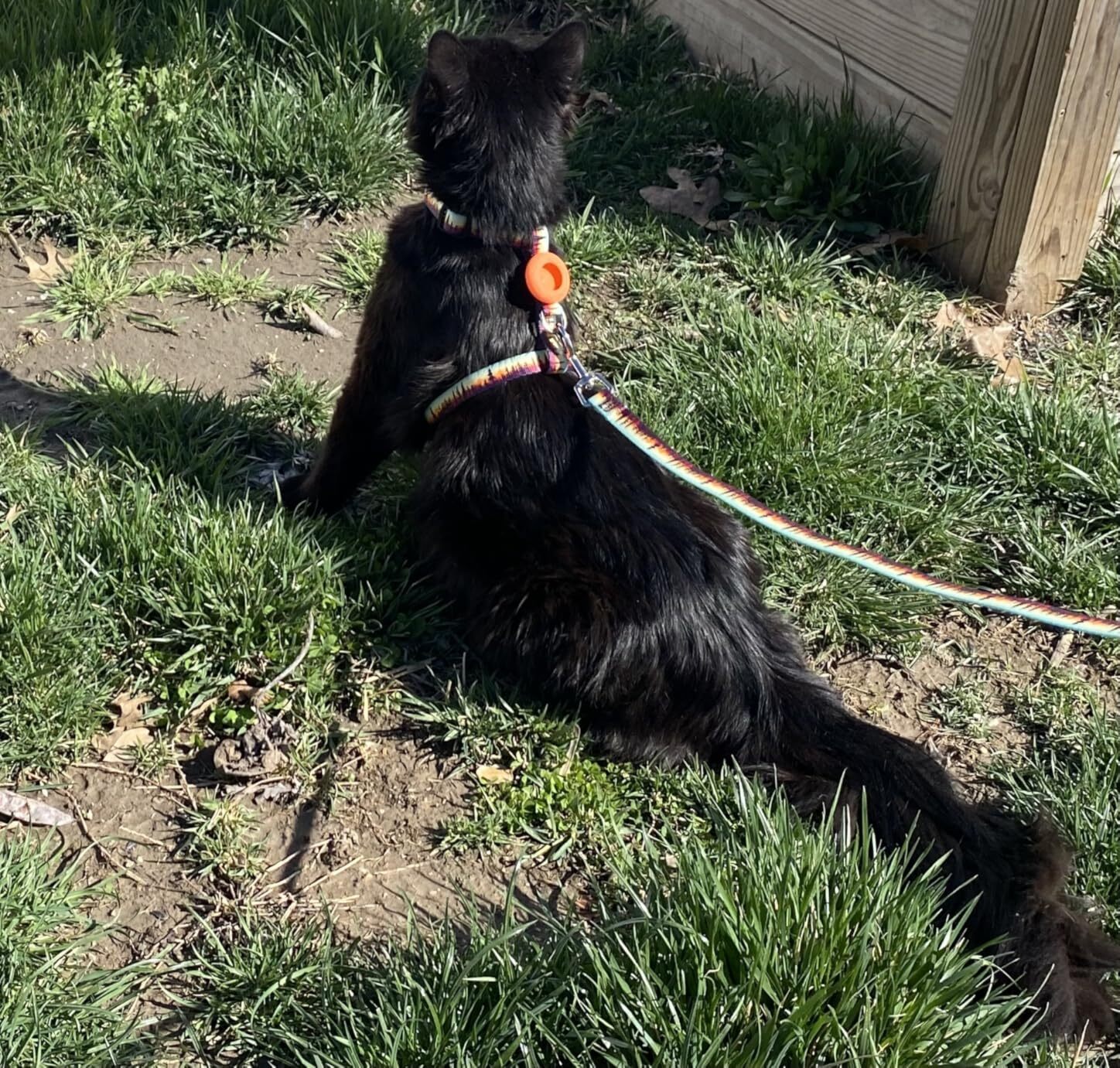 Cat Harness with AirTag Holder & Leash – Escape Proof, Adjustable for Walking