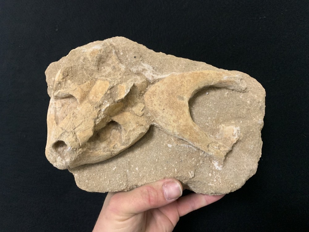 Fossil Turtle Skull On Matrix