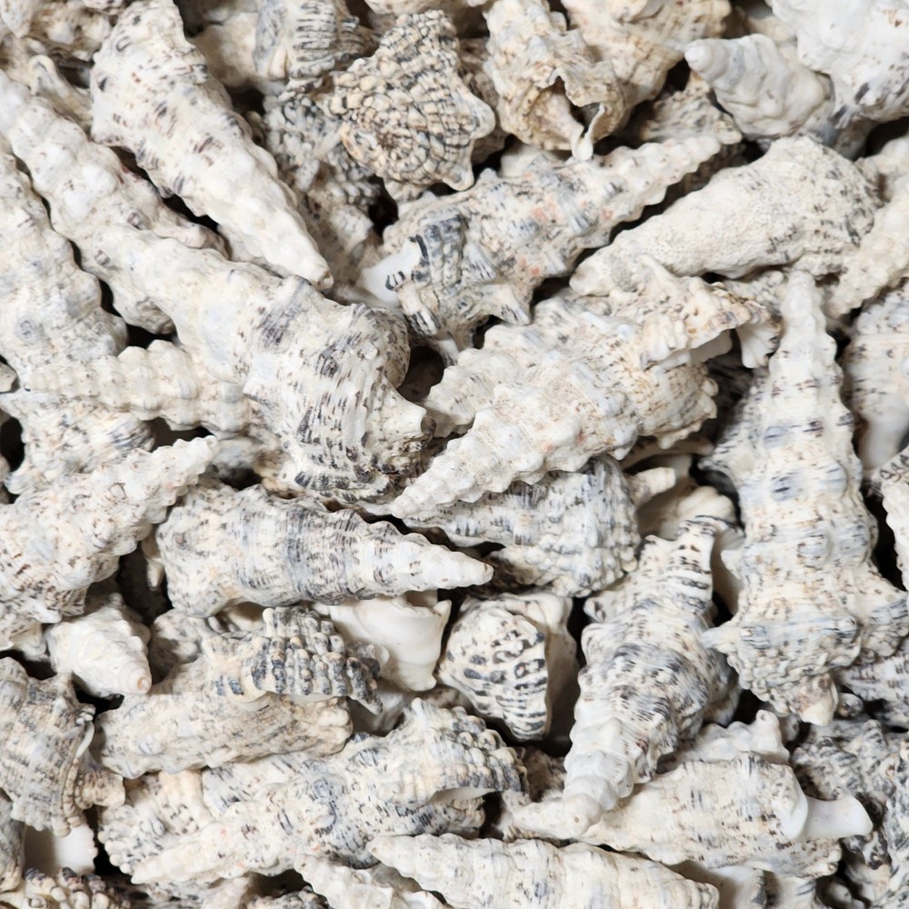 2lb  Knobby Cerithium Shells - Beach Wedding - Nautical Shells