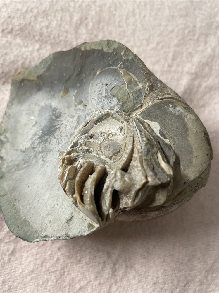 Real Fossil 485 Gr