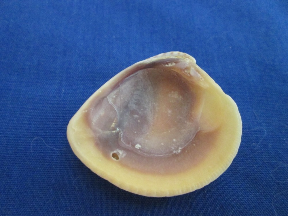Small Venus Clam Sea Shell-St. Augustine-1"