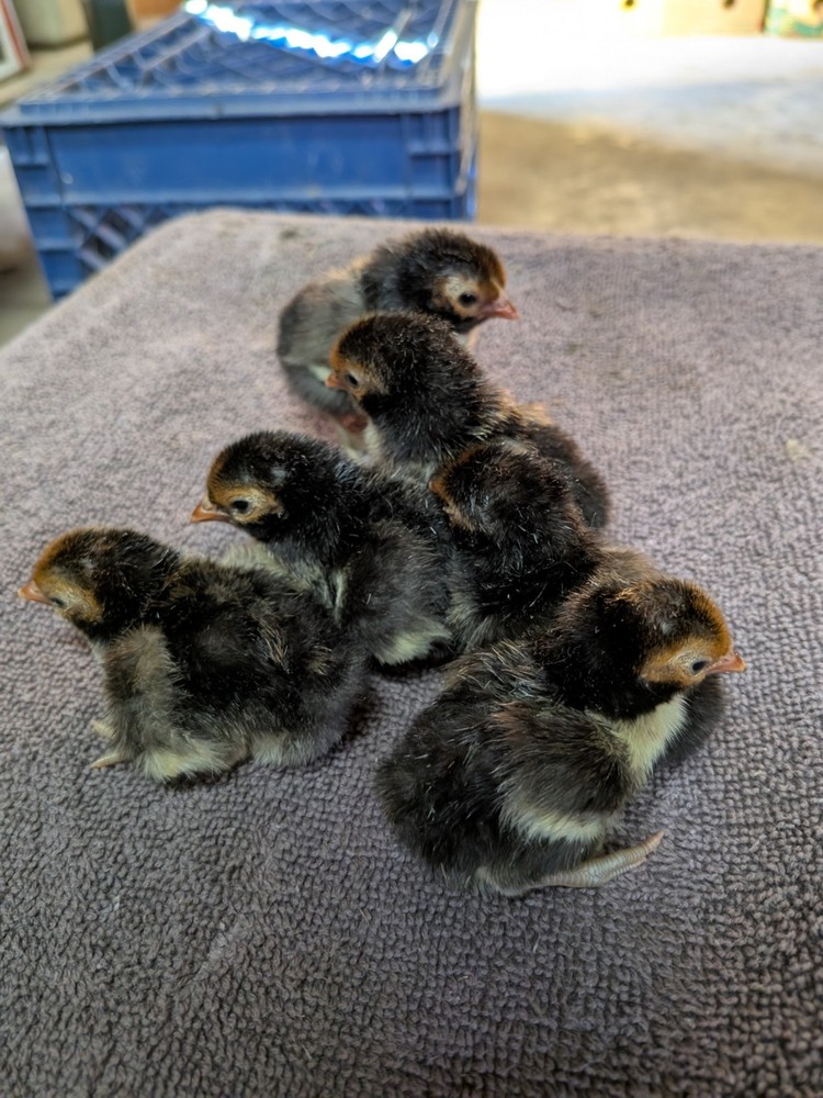 24 100% Pure Hatching Sebrights Eggs Silver+Golden. Priority Mail - by Jun