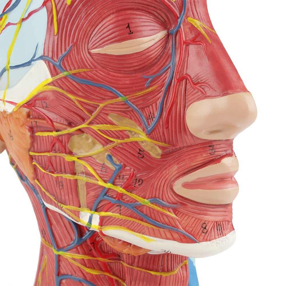 Anatomical Life Size Head Brain Neck Section Study Model New