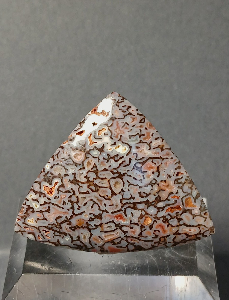 Dinosaur Bone Cabochon - Amazing Colors!
