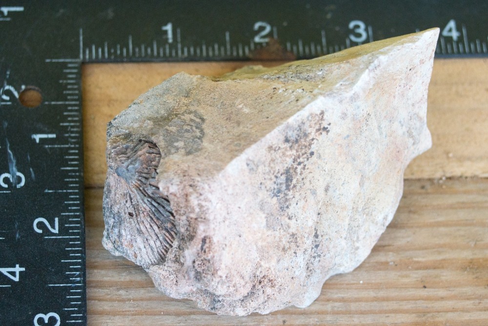 NE Oklahoma Fossil