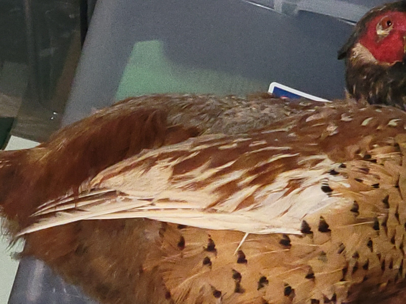 Female Hen Ringneck Pheasant Hen Taxidermy Mounted Plack/ Beautiful 😍 Colors