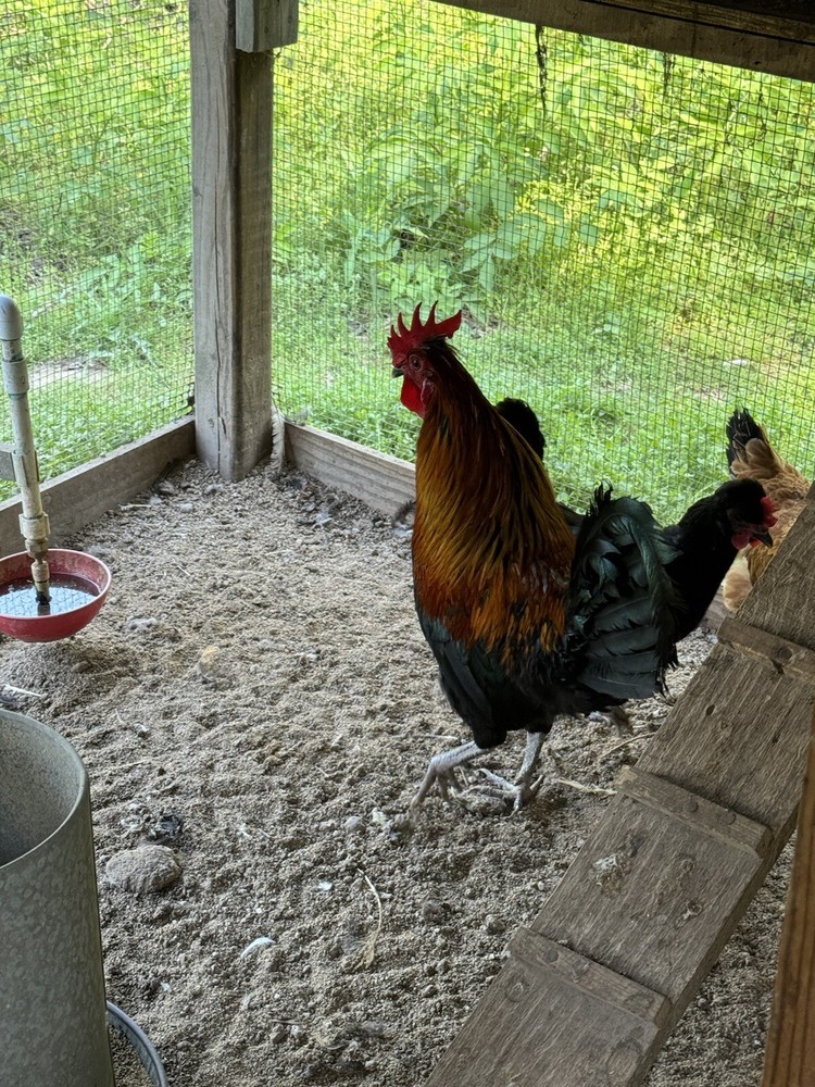 10 Shetland *Hen* Hatch Eggs🏅🏅Very Rare🏅🏅