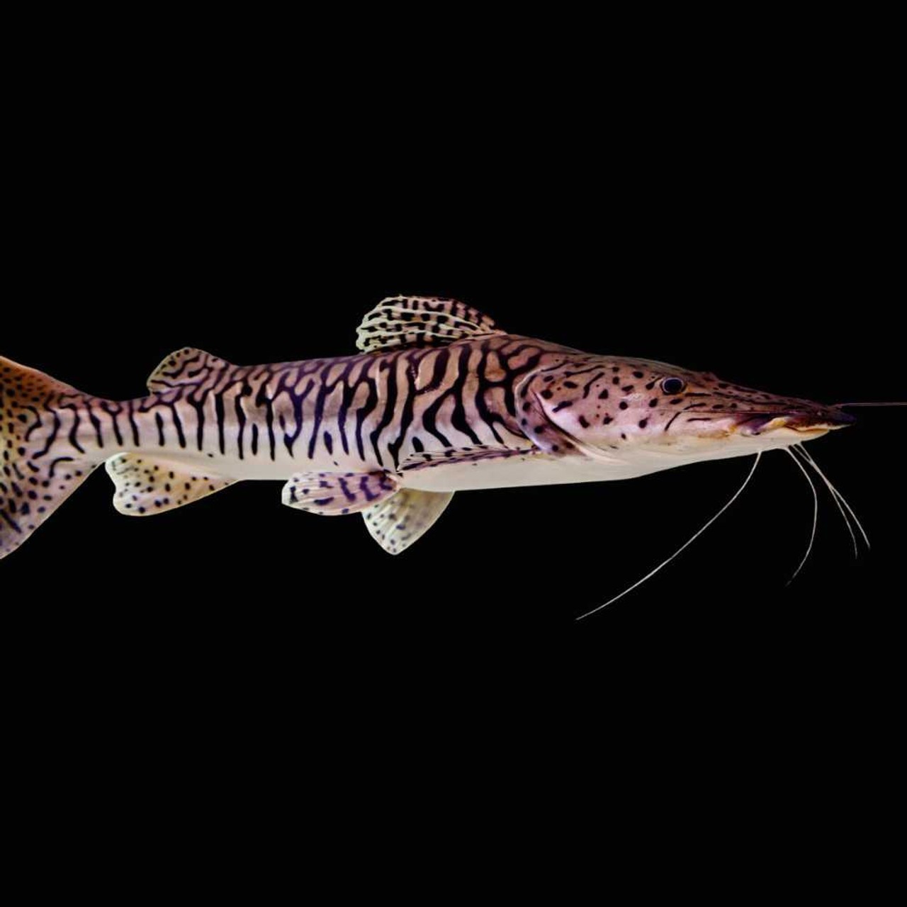 Tiger Shovelnose Catfish 3–4” – Live Freshwater South American Predator Fish