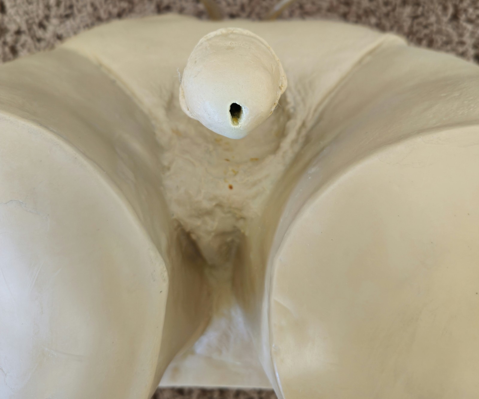 Male Catheterization Simulator NASCO Life Form Simulator LF855-8090 in Case USED