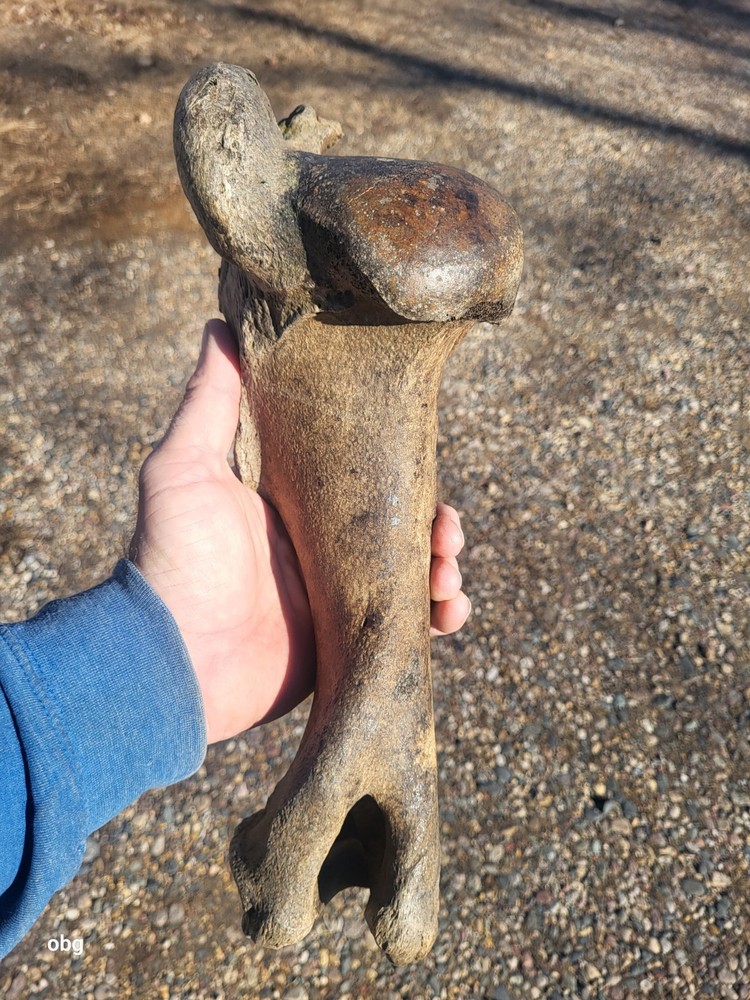 Historic Bison Humerus Bone not a fossil