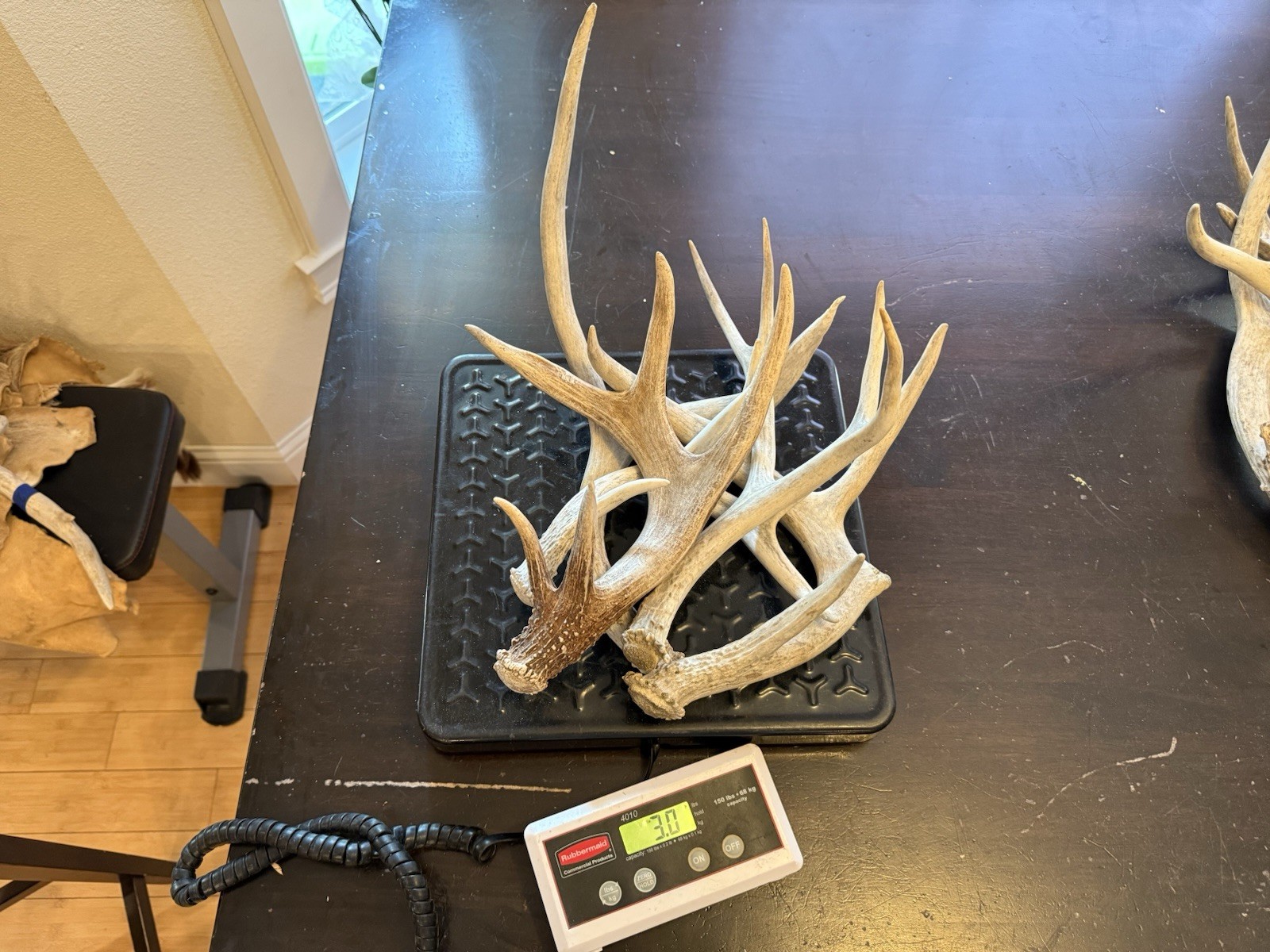 3, 5, 10 Pounds Bulk Whitetail / Mule Deer Antlers High Quality DOG CHEWS CRAFTS