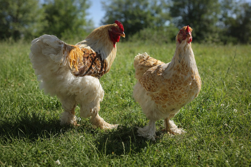 🥚 6+ GIANT Buff Laced Brahma Hatching Eggs show quality flock