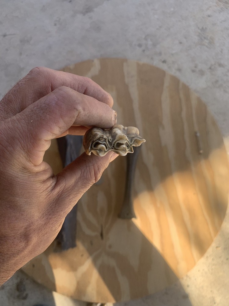 Fossilized Bison Bones