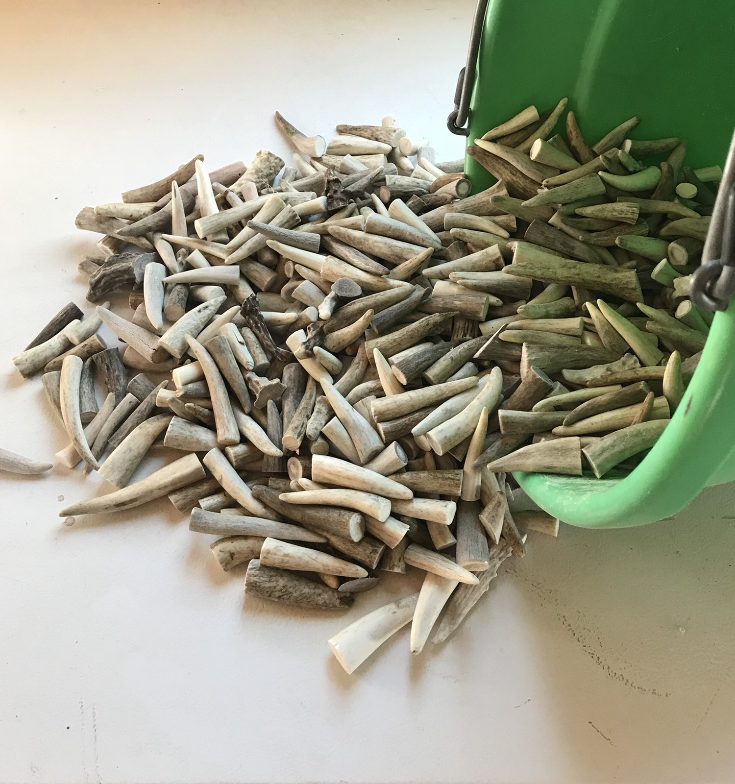 TEN-PACK (10) Naturally Shed Elk/Deer Antler Tips (A,B, & C Grades) Not Chews