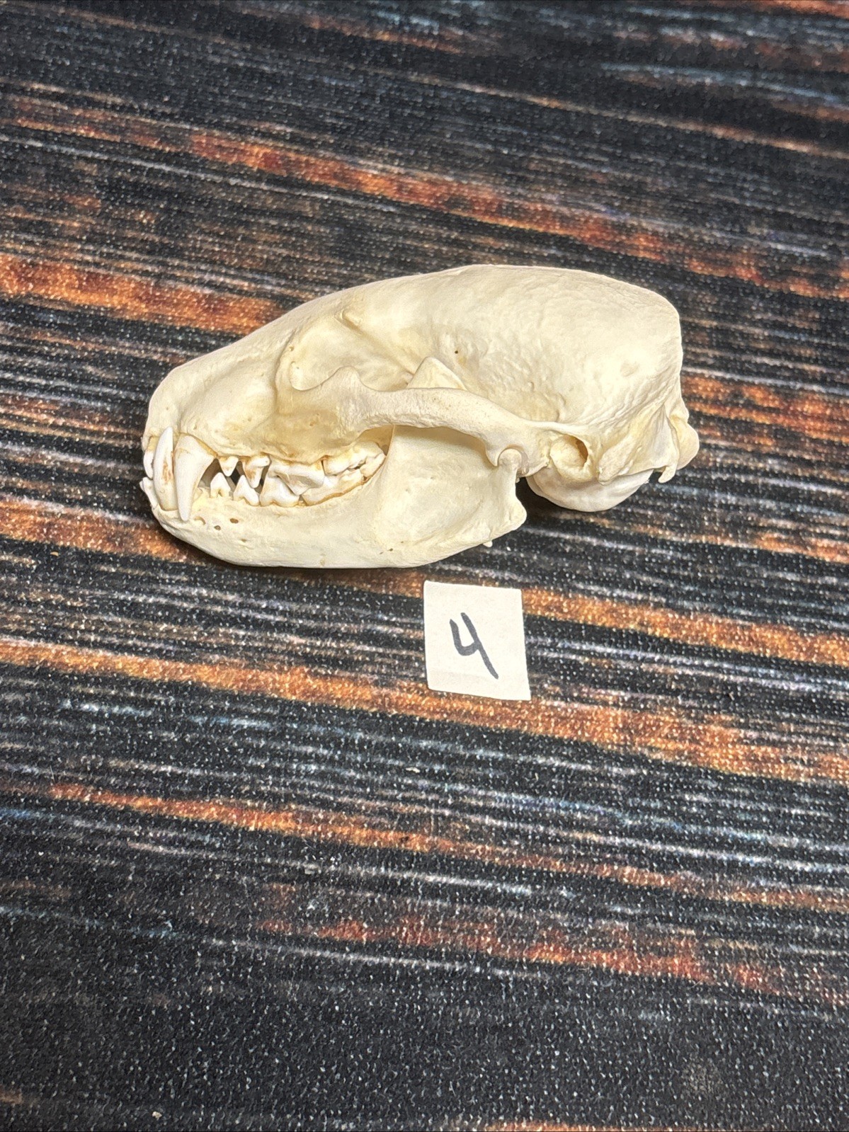 Real XL Badger Skull Unique Gift Halloween Craft Animal Mount Art Model Head Odd