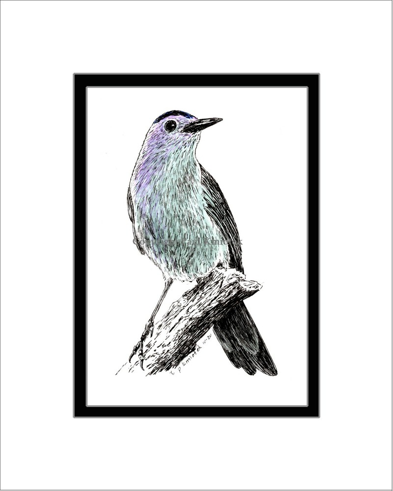 Catbird, Note Card, Pen and Ink, Matted