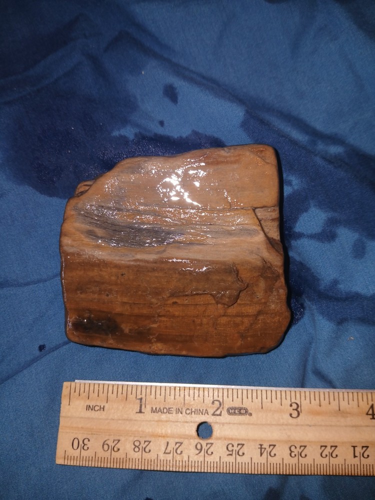 9.5 oz Agatized Petrified Wood