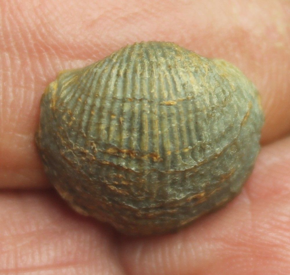 Devonaria zeuschneri - Rare  Devonian fossil  brachiopod