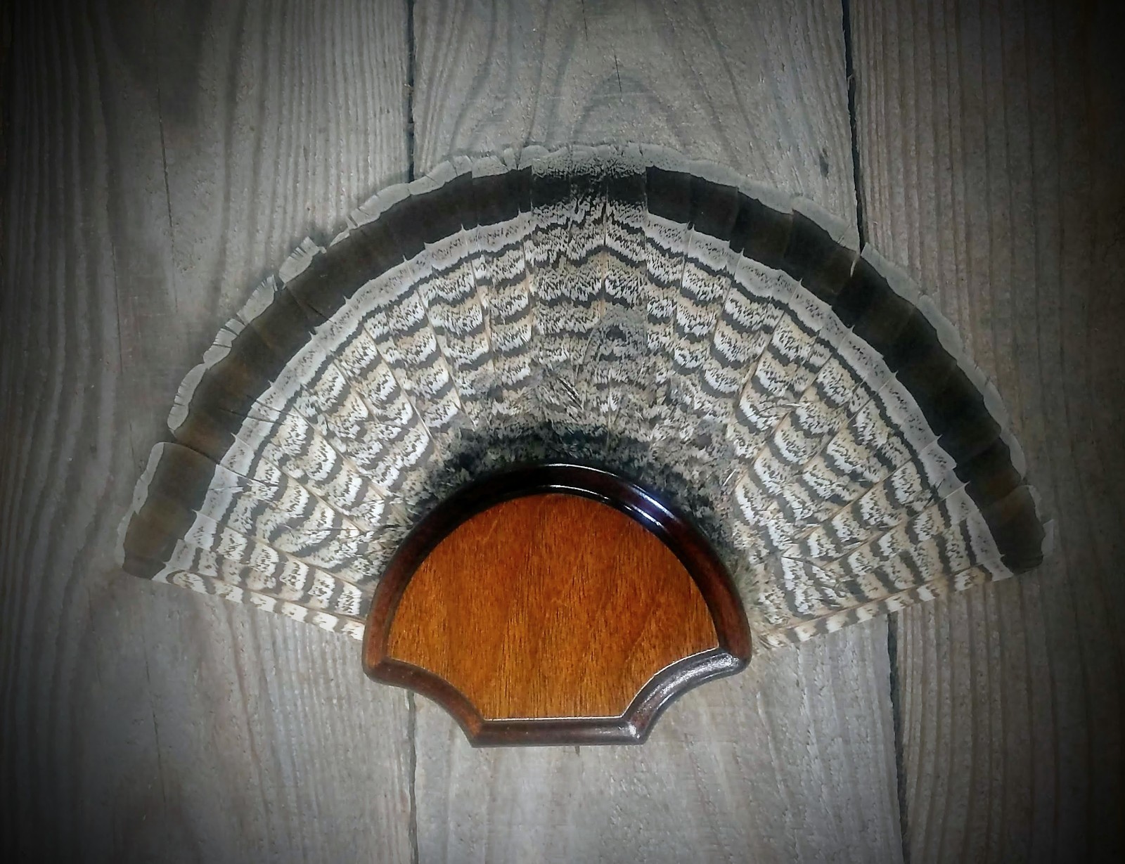 BLACK WALNUT GROUSE FAN TAIL DESK SHELF PANEL PLAQUE TAXIDERMY GROUSE TROPHY