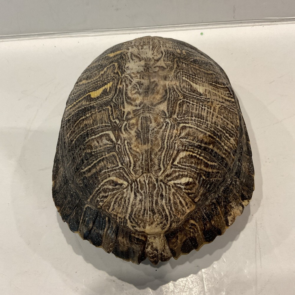 Turtle Shell 7" Decor Pond, Slider, Terrapin