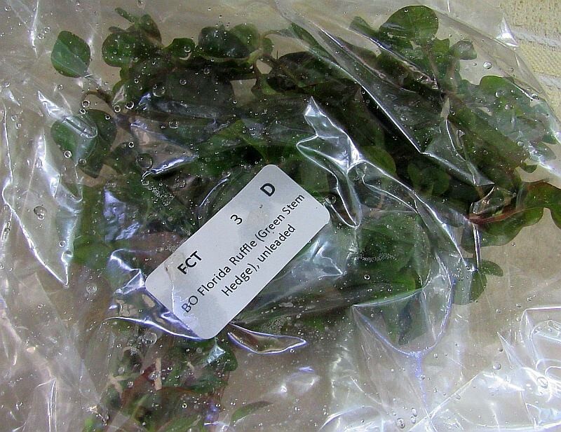 36 bunches green stem hedge plants