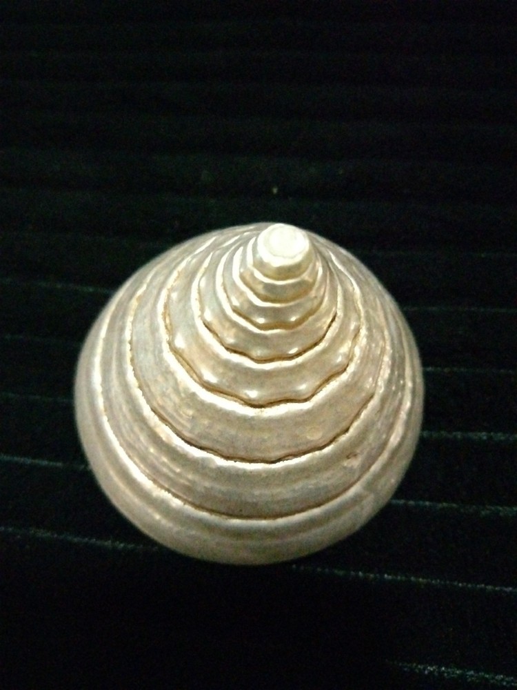 Pearl Trochus Shell 2"
