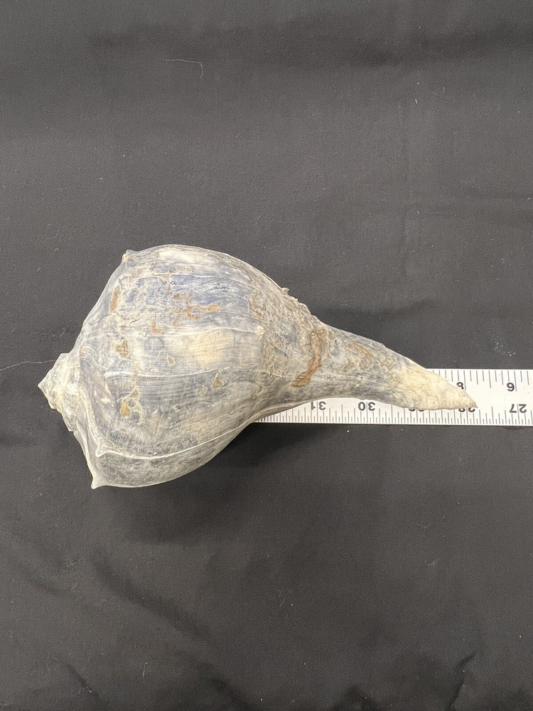 RARE Fossilized WHELK Shell From Central Florida - Pliocene Era.