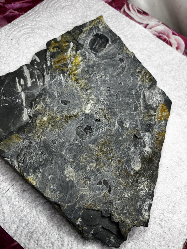Large Stone Trilobite Fossil Multiple