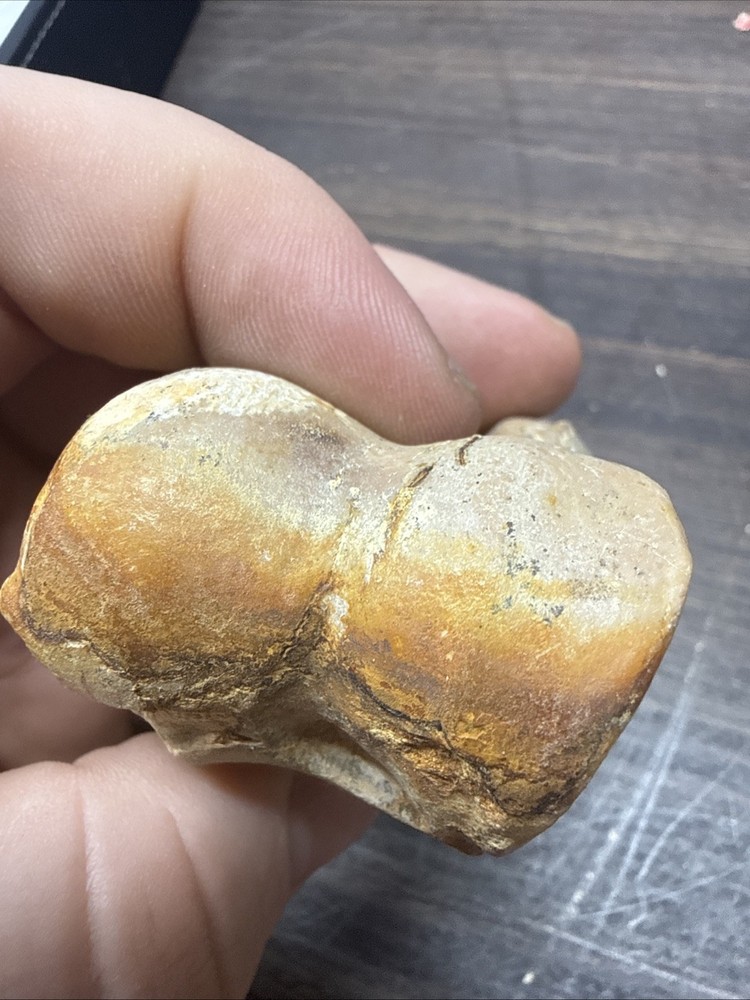 Unknown Fossil Specimen