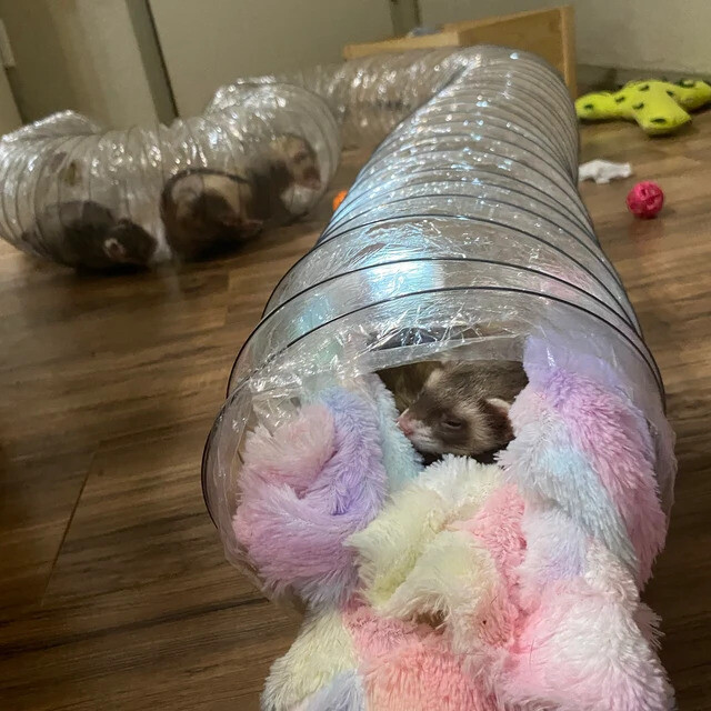 Best Ferret Toy EVER! Jumbo Ex Wide &Long Super Thru Way Crinkle Tunnel Tube