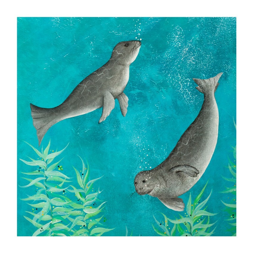 Coaster, Nature, Seals