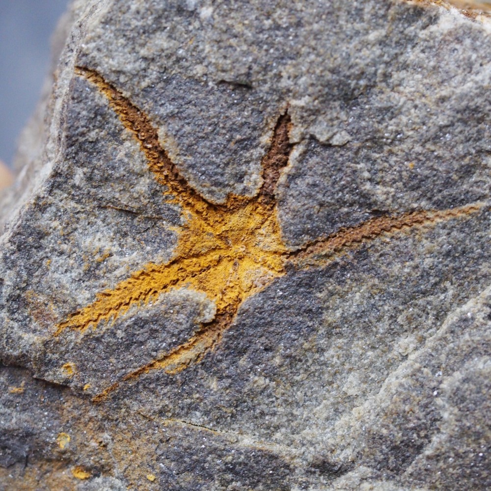 Edrioasteroid Protaster sp. Echinoderms Ordovician Fossil Fossilien