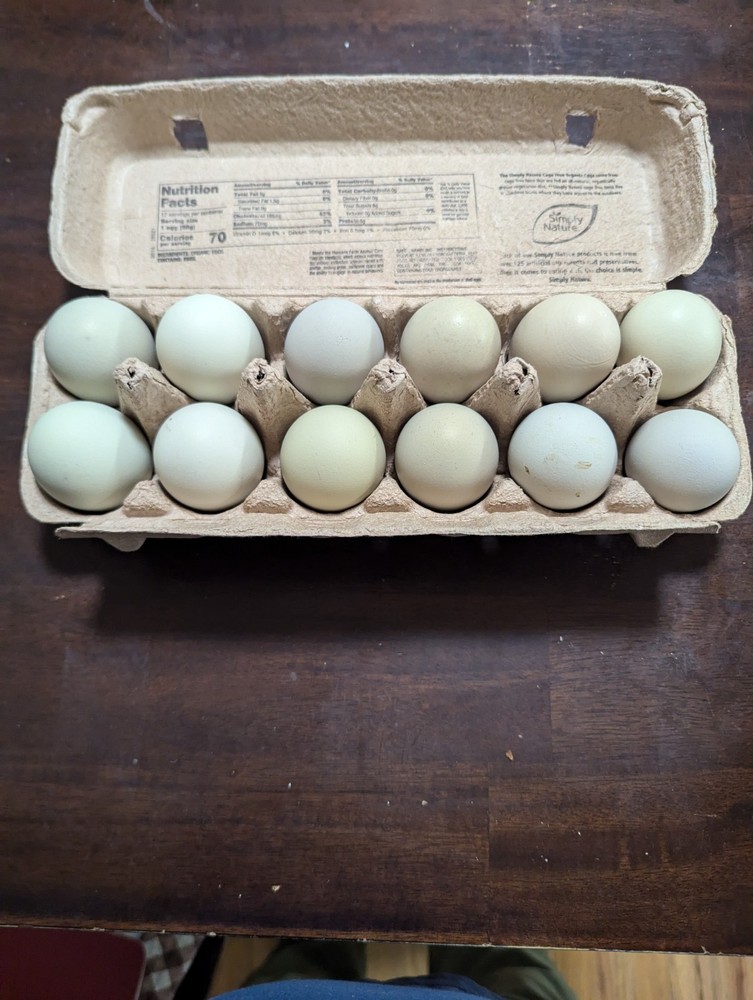 10+   WHITING TRUE  GREEN   Egger CHICKEN HATCHING EGGS 300+EGGS PER YEAR
