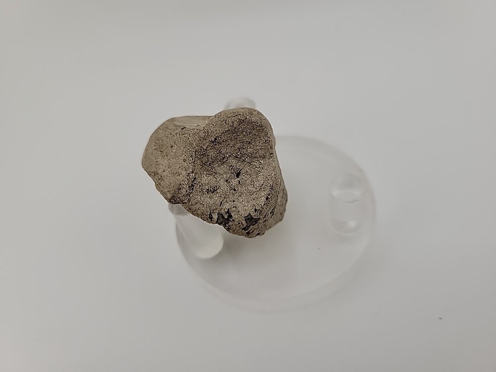 Egg Fossil Permineralized