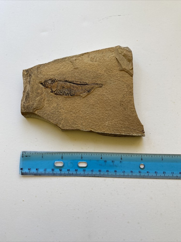 Fish Fossil - Unknown