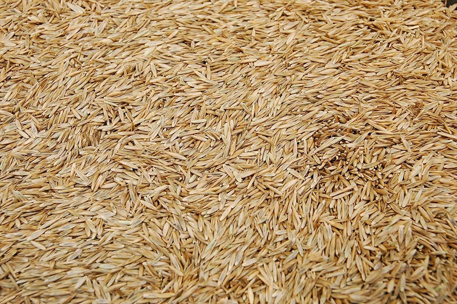 Kentucky 31 K31 Tall Fescue Grass Seed by Eretz - State Certified, CHOOSE SIZE!