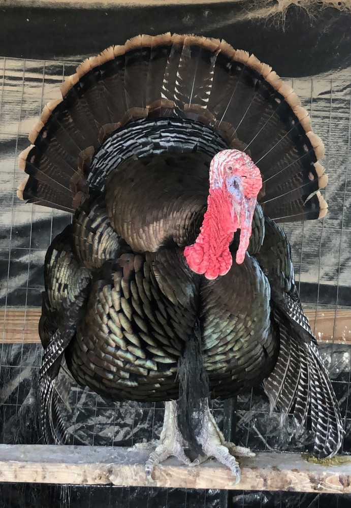 Osceola Turkey Hatching Eggs (One Dozen)