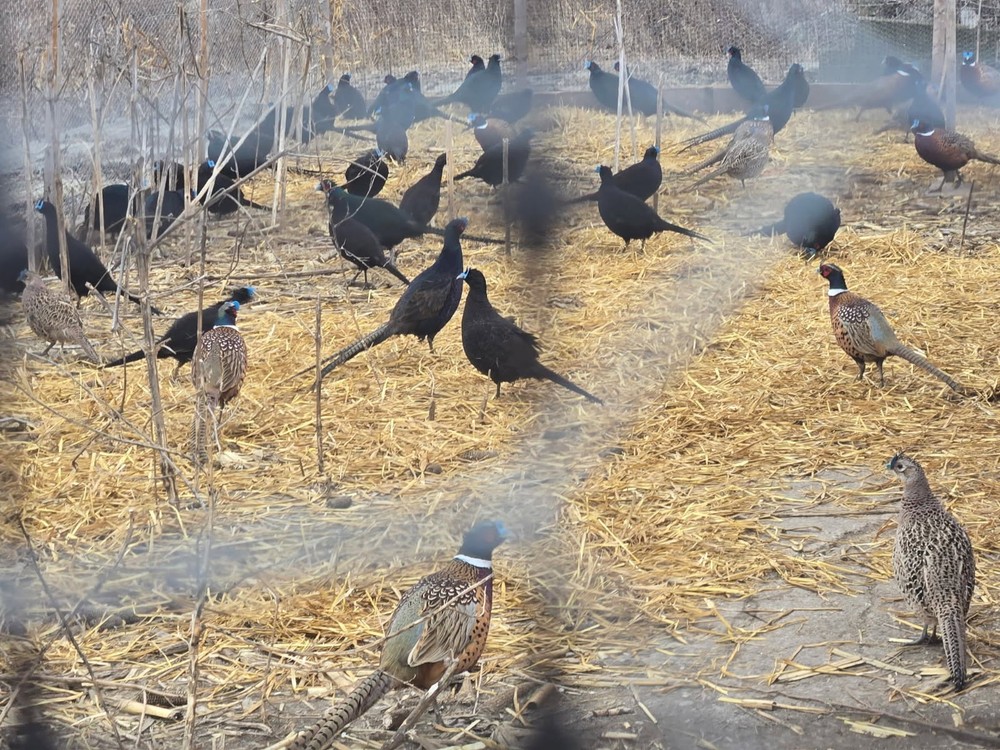 fertile pheasant eggs 36 plus 12