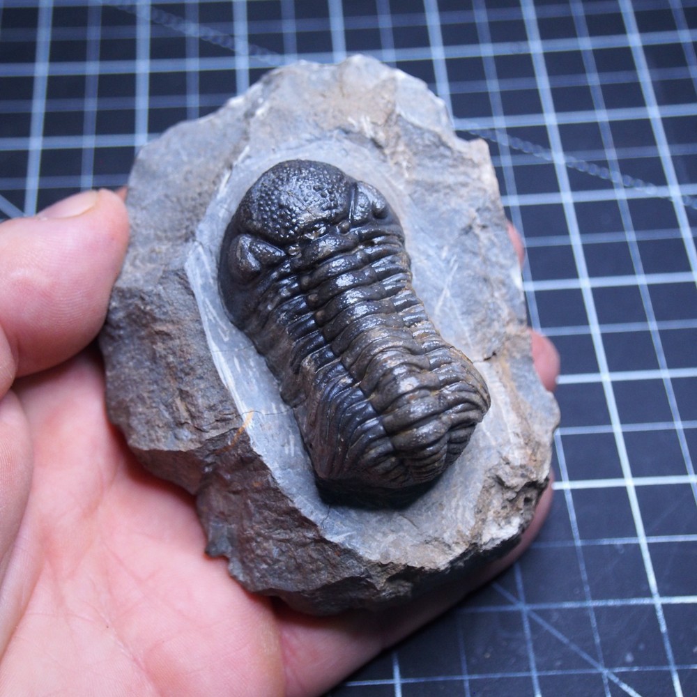 Morocops Trilobite  Devonian Trilobiten Arthropods