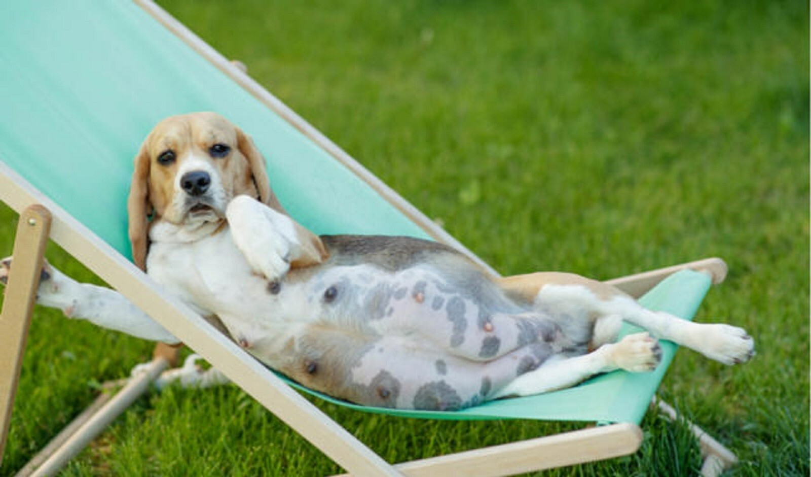 DOG BREEDING - FERTILITY - (120 Capsules - Made in USA)