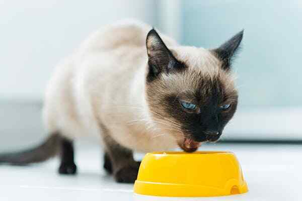 cat digestive aid constipation - CAT PROBIOTICS - cat probiotic chews 2B