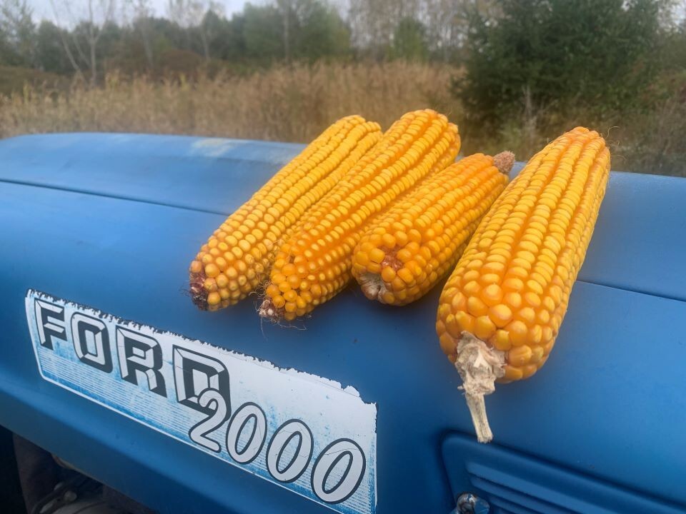 Corn on the Cob Squirrel, Bird, Rabbit, Feed 18 lb just harvested