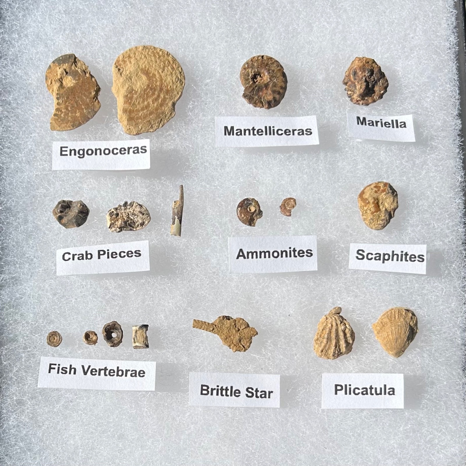 Pawpaw Formation Fossils Collection Starfish Ammonites Crabs Scaphites etc