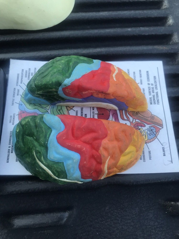 Human Skull Model,4 Part Human Brain with stand