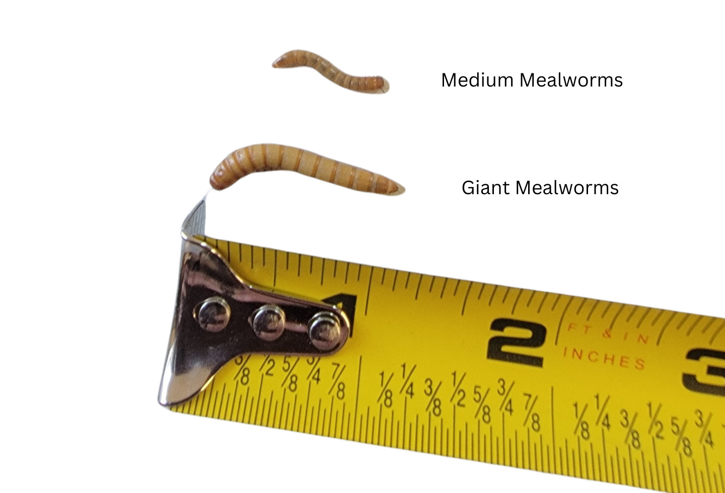 Live Medium Mealworms Organically Raised Free Shipping Live Arrival Guarantee