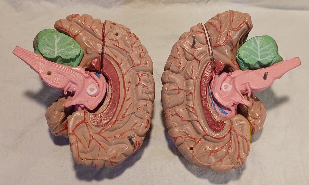 Human Brain Anatomically Sized Model Teaching Study Display Medical Science -Z