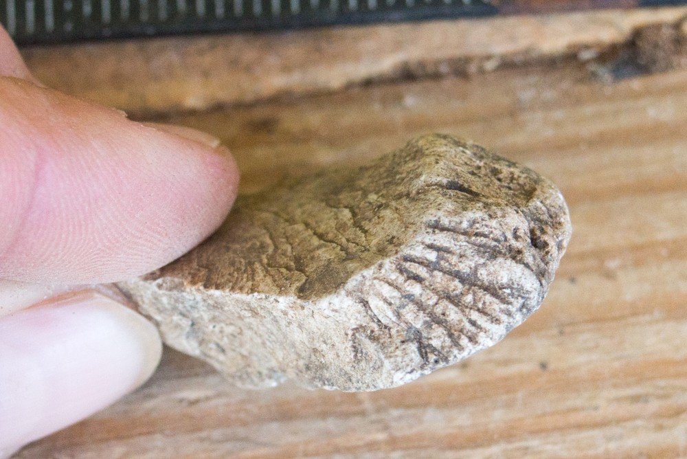 NE Oklahoma Fossil