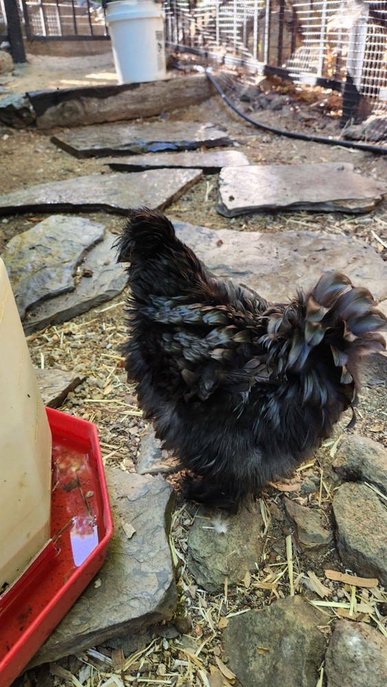 18 Silkie, Satin, Frizzle Hatching Eggs