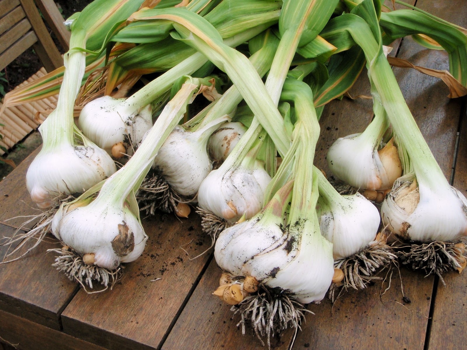 AJO JAPONES (JAPANESE GARLIC) // WEIGHTS: 1 LB,2 LBS, 5 LBS 10 LBS, & 20 LBS!